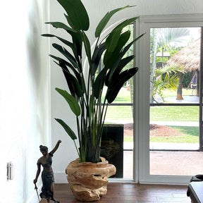 Groß Paradiesvogelblume im Groß Teak Vessel