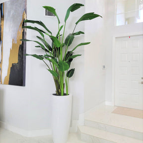 Groß Dax Pflanzgefäß In Glänzend Weiß im 9 Ft Paradiesvogelblume