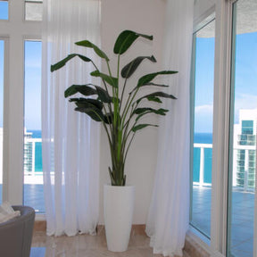 Xl Dax Pflanzgefäß im 9 Ft Paradiesvogelblume