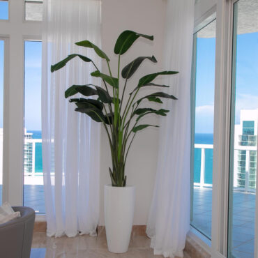Xl Dax Pflanzgefäß im 9 Ft Paradiesvogelblume