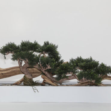 Bonsai Kunstpflanze