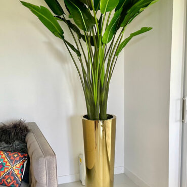 Paradiesvogelblume im Gold Cone Pflanzgefäß