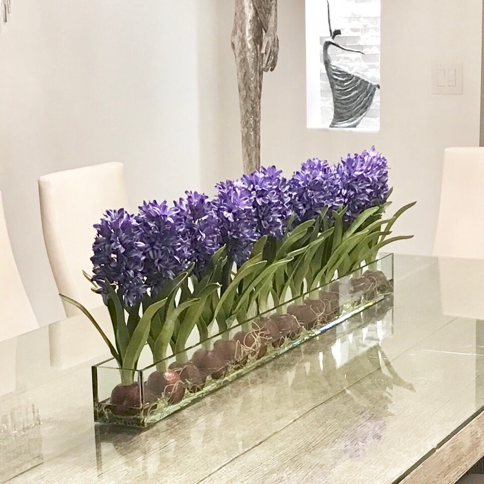 Blau Hyacinths Glas Plate Pflanzgefäß