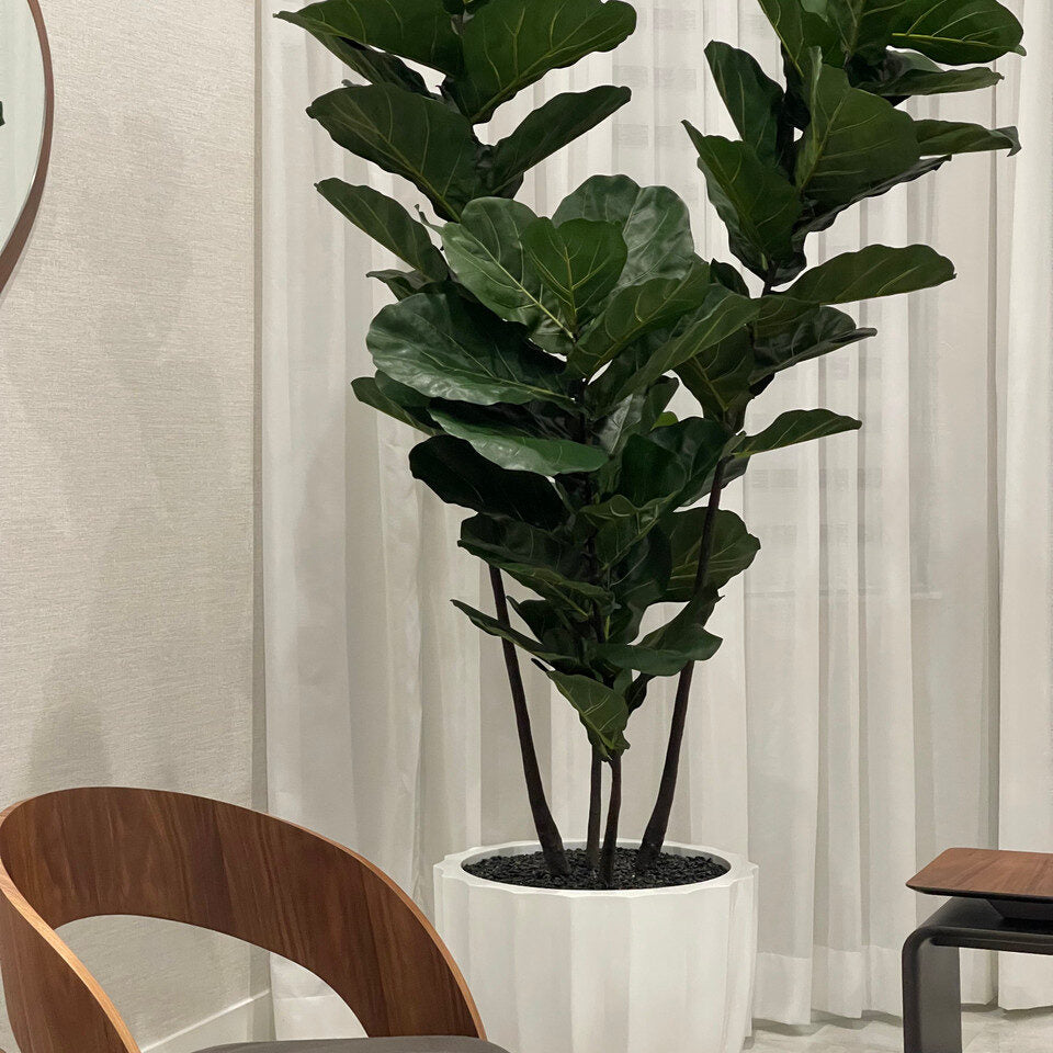 Pflanzgefäß mit Fiddle Tree im Santa Barbara Pflanzgefäß