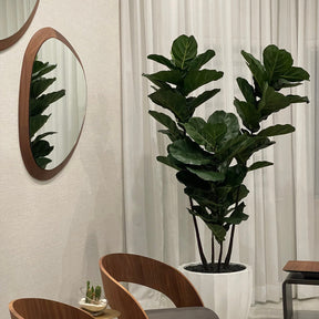 Pflanzgefäß mit Fiddle Tree im Santa Barbara Pflanzgefäß