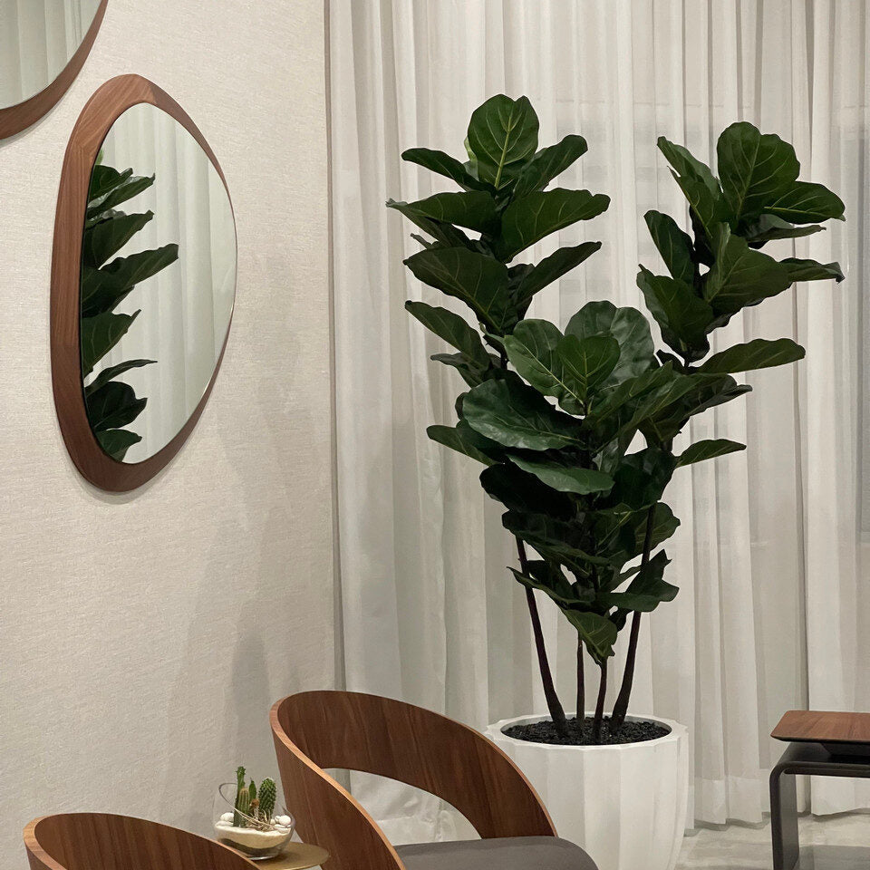 Pflanzgefäß mit Fiddle Tree im Santa Barbara Pflanzgefäß