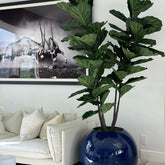 Fiddle Tree  Blau Globe Pflanzgefäß