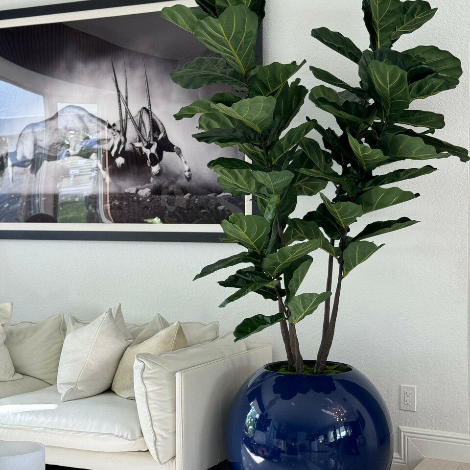 Fiddle Tree  Blau Globe Pflanzgefäß