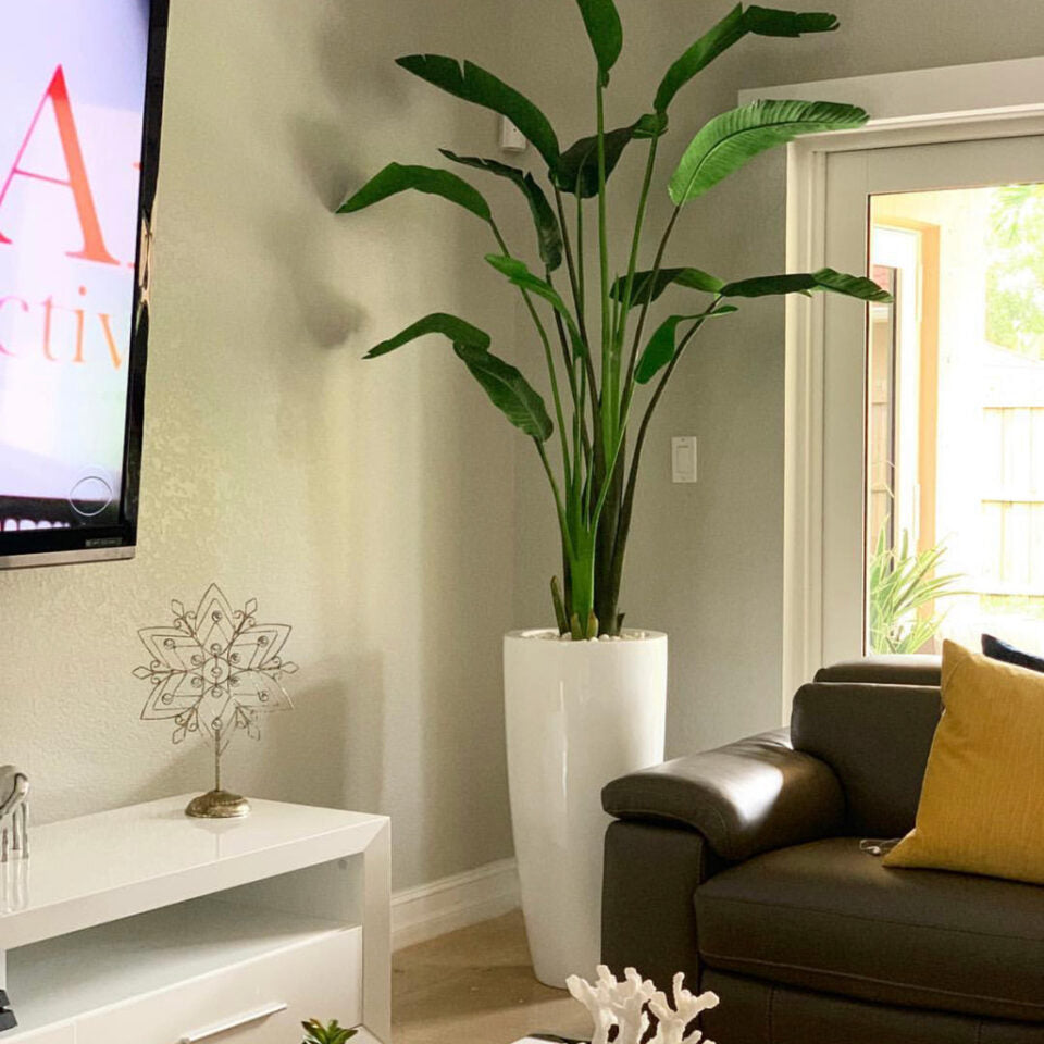 Dax L Pflanzgefäß im 7 Ft Paradiesvogelblume