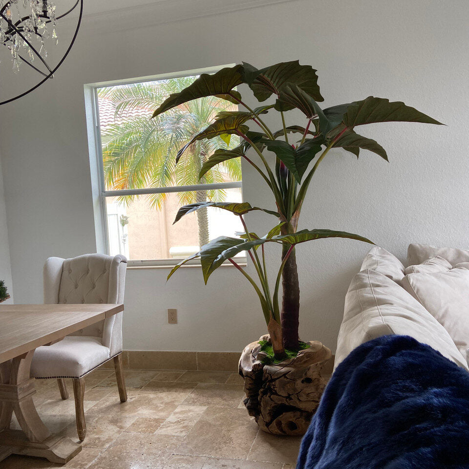 Alocacia Plant im Oversized Teak Bowl