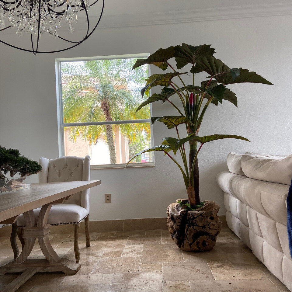 Alocacia Plant im Oversized Teak Bowl