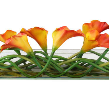 Mango Callas Glas Plate Pflanzgefäß