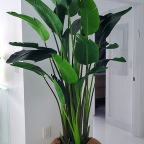 Groß Paradiesvogelblume im Groß Teak Vessel