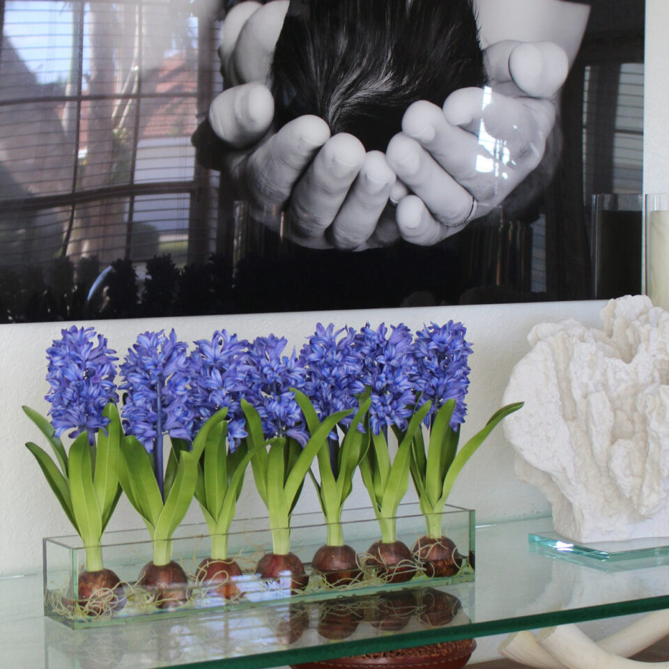 Blau Hyacinths  Glas Plate Pflanzgefäß
