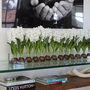 Weiß Hyacinths  Glas Plate Pflanzgefäß