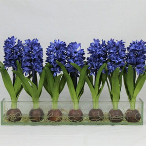 Blau Hyacinths  Glas Plate Pflanzgefäß
