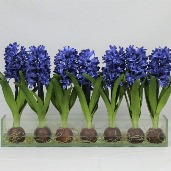 Blau Hyacinths  Glas Plate Pflanzgefäß
