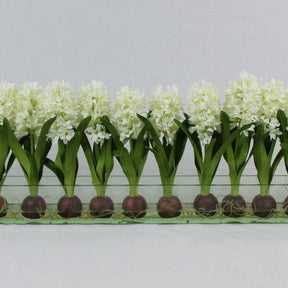 Weiß Hyacinths  Glas Plate Pflanzgefäß