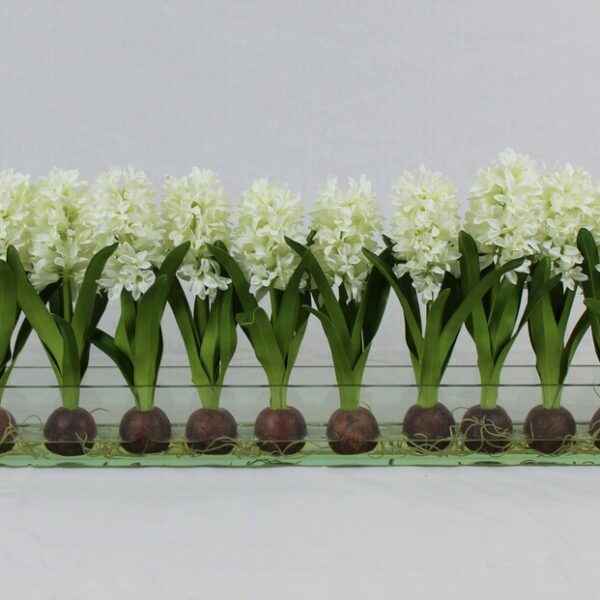 Weiß Hyacinths  Glas Plate Pflanzgefäß