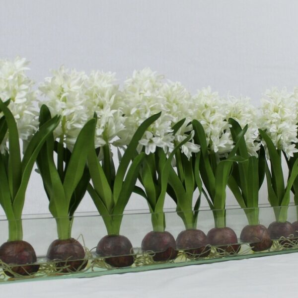 Weiß Hyacinths  Glas Plate Pflanzgefäß