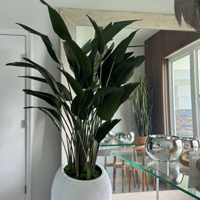 Paradiesvogelblume In Weiß Spiral im Pflanzgefäß