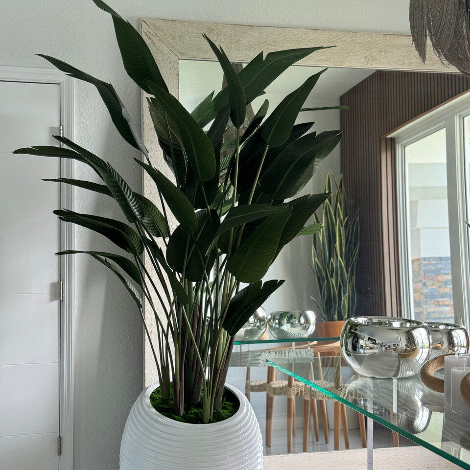 Paradiesvogelblume In Weiß Spiral im Pflanzgefäß