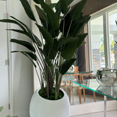 Paradiesvogelblume In Weiß Spiral im Pflanzgefäß