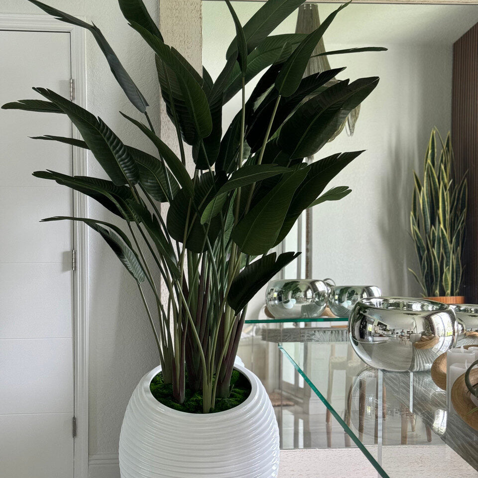 Paradiesvogelblume In Weiß Spiral im Pflanzgefäß