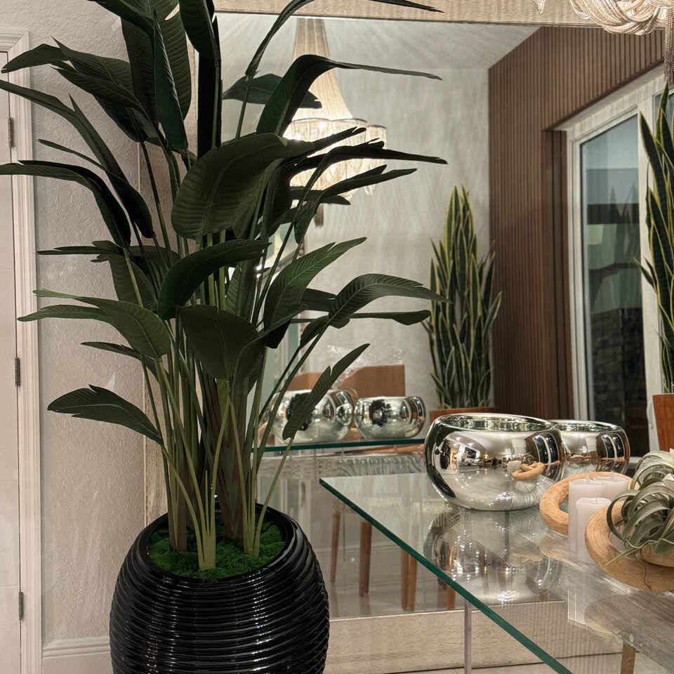Paradiesvogelblume In Schwarz Spiral im Pflanzgefäß