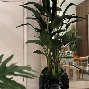 Paradiesvogelblume In Schwarz Spiral im Pflanzgefäß