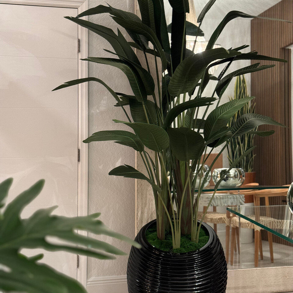 Paradiesvogelblume In Schwarz Spiral im Pflanzgefäß