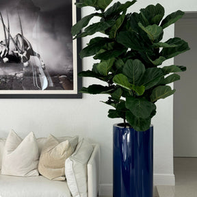 Glänzend Cobalt Blau St. Tropez Pflanzgefäß im Fiddle Blatt Tree