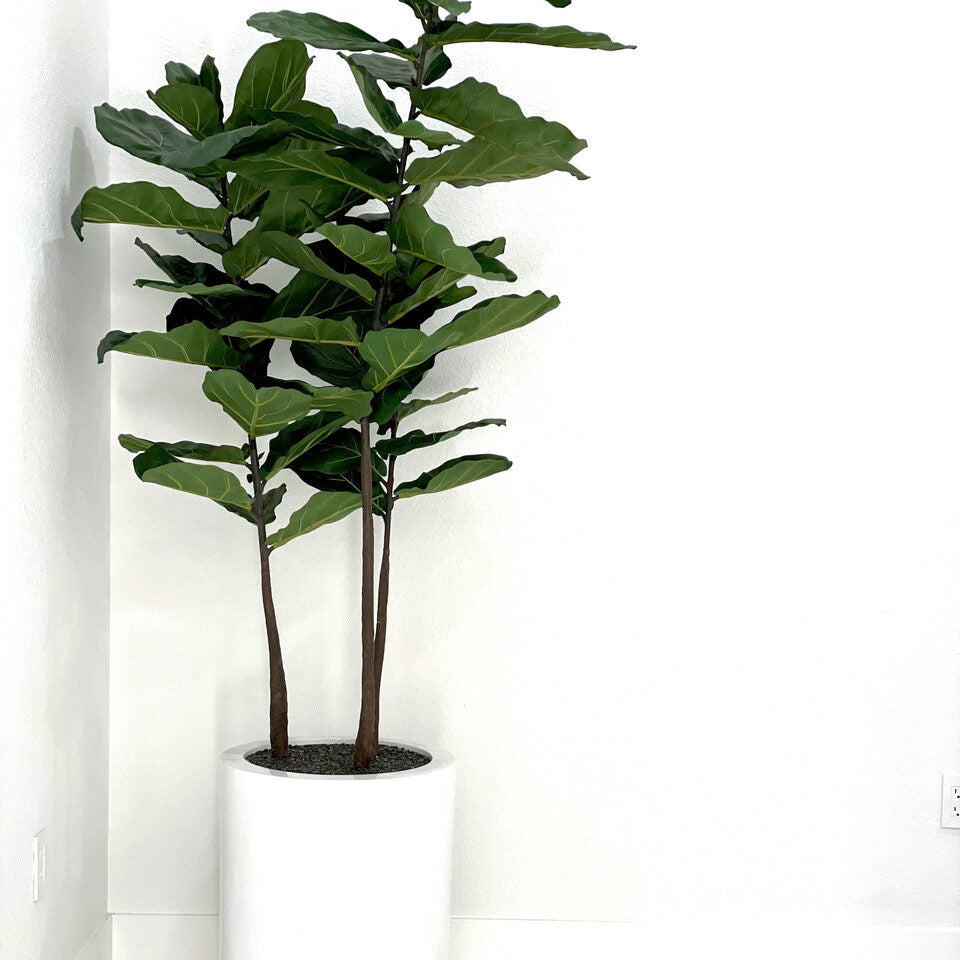 Dice L Glänzend Weiß Fiberglas Pflanzgefäß im Fiddle Blatt Tree