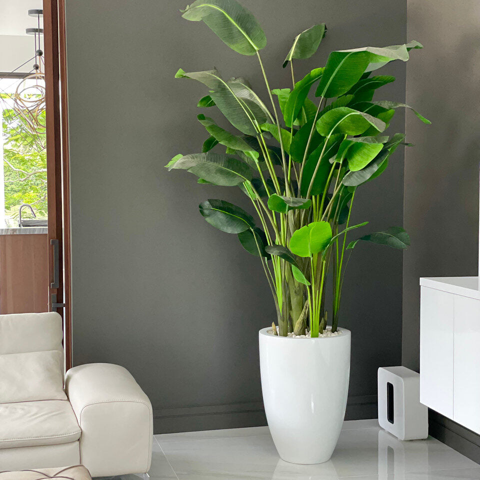 Xl Paradiesvogelblume In Xl Ben Weiß Fiberglas im Pflanzgefäß
