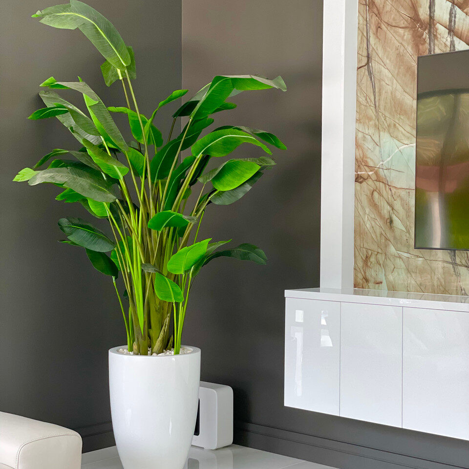 Xl Paradiesvogelblume In Xl Ben Weiß Fiberglas im Pflanzgefäß
