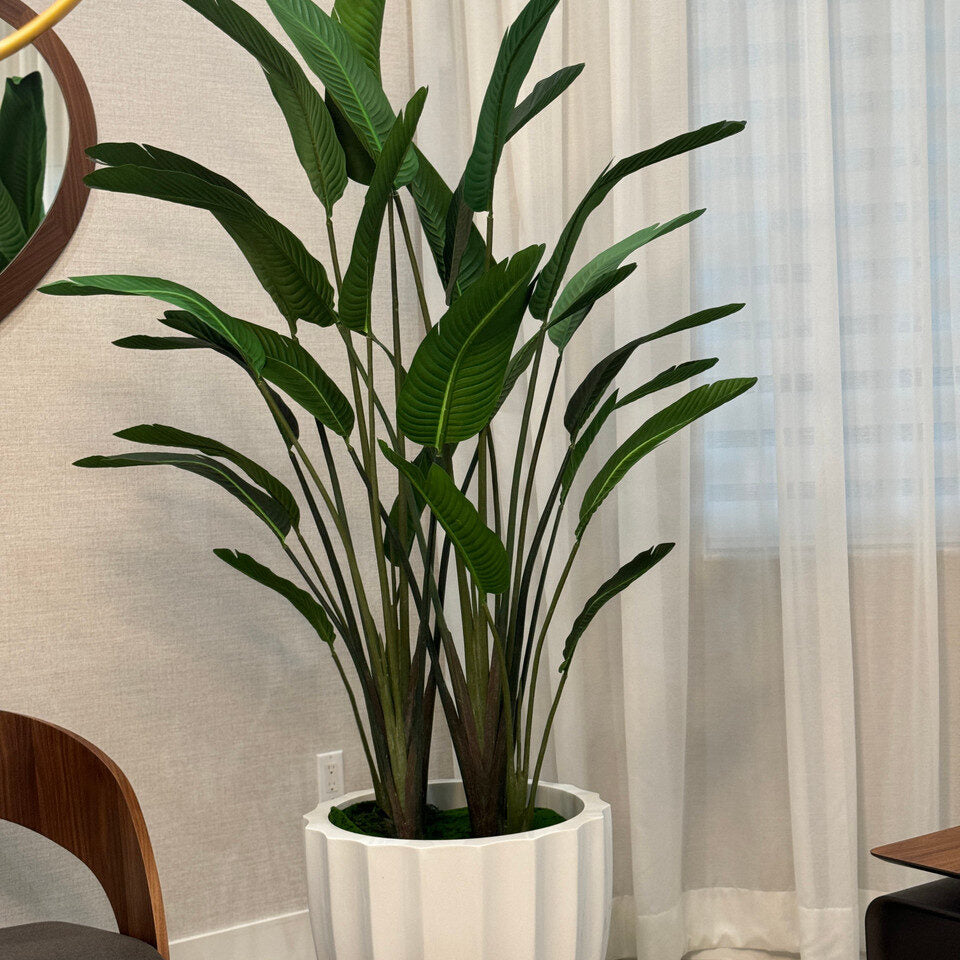 Paradiesvogelblume im Santa Barbara Pflanzgefäß