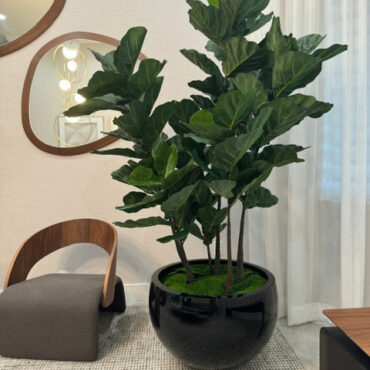 Fiddle Blatt Tree im Schwarz Terragona Pflanzgefäß