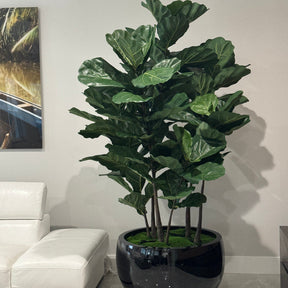 Fiddle Blatt Tree im Schwarz Terragona Pflanzgefäß