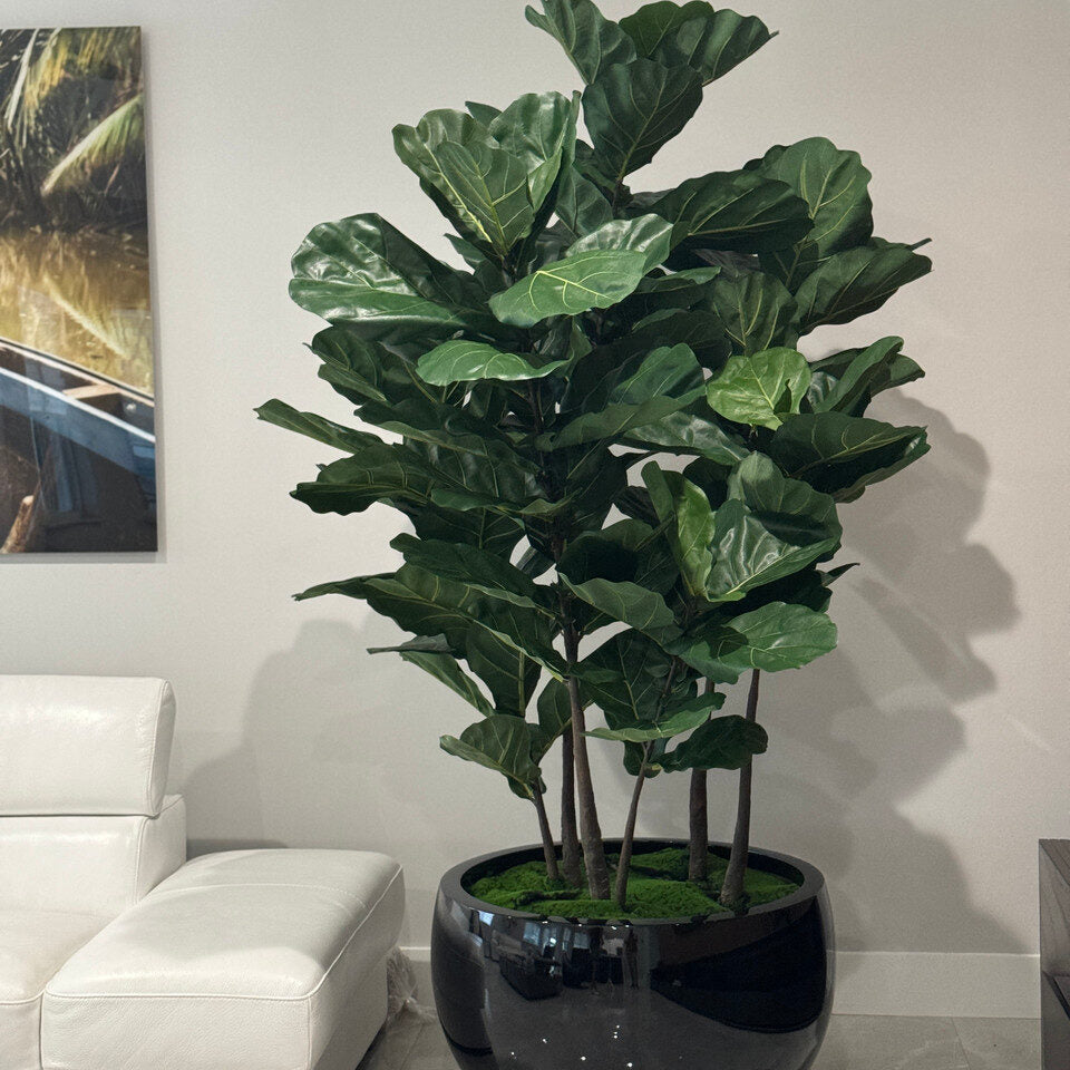 Fiddle Blatt Tree im Schwarz Terragona Pflanzgefäß