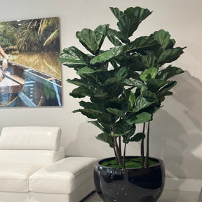 Fiddle Blatt Tree im Schwarz Terragona Pflanzgefäß