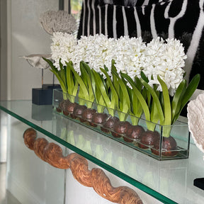 Weiß Hyacinths  Glas Plate Pflanzgefäß
