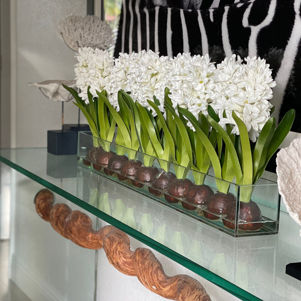 Weiß Hyacinths  Glas Plate Pflanzgefäß
