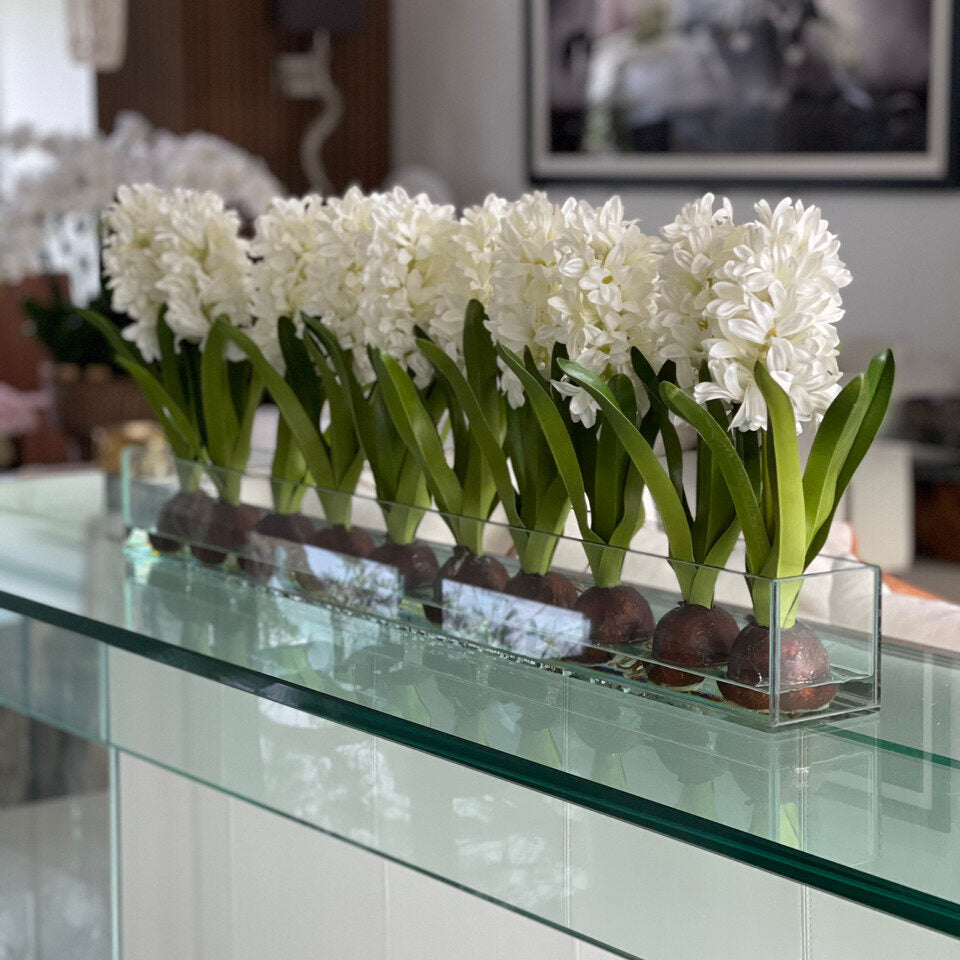 Weiß Hyacinths  Glas Plate Pflanzgefäß
