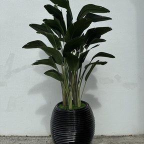 Paradiesvogelblume In Schwarz Spiral im Pflanzgefäß