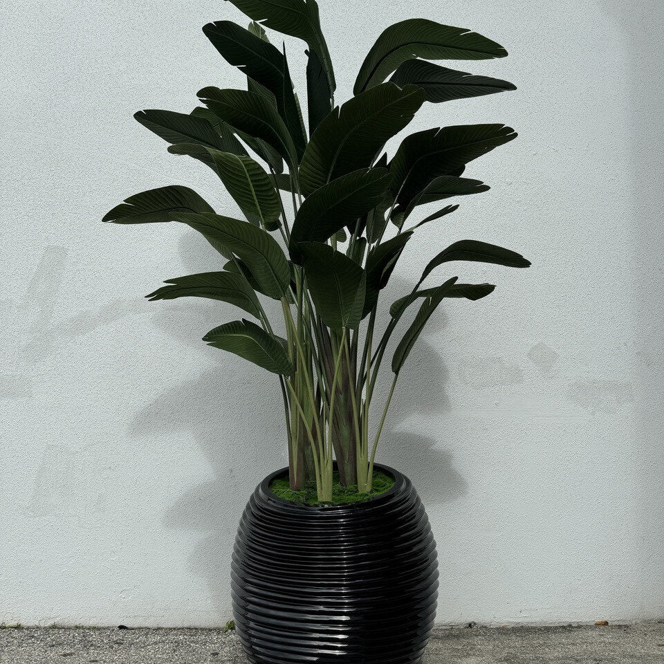 Paradiesvogelblume In Schwarz Spiral im Pflanzgefäß