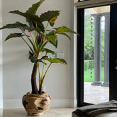 Alocacia Plant im Oversized Teak Bowl
