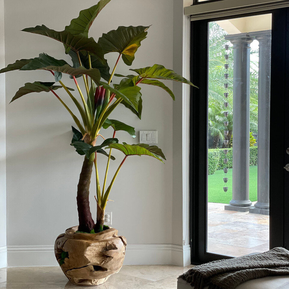Alocacia Plant im Oversized Teak Bowl
