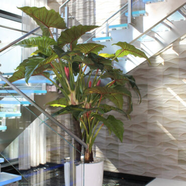 Rot Prince Alocasia In Ben Xl Glänzend Weiß im Pflanzgefäß