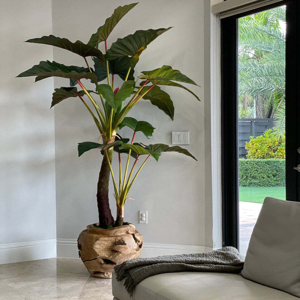 Alocacia Plant im Oversized Teak Bowl