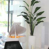 Xl Dax Pflanzgefäß im 9 Ft Paradiesvogelblume
